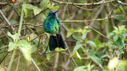 Obraz premium Western emerald (Chlorostilbon melanorhynchus) hummingbird perched in the bushes in Cotacachi, Ecuador