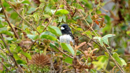 Black-and-white seedeater (Sporophila luctuosa) in the bushes in Cotacachi, Ecuador