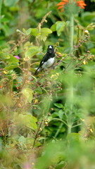 Black-and-white seedeater (Sporophila luctuosa) in the bushes in Cotacachi, Ecuador
