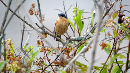 Rusty flowerpiercer (Diglossa sittoides) perched on a stick in the bushes, in a field in Cotacachi, Ecuador