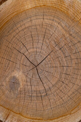 A close-up of a cherry wood cross section.