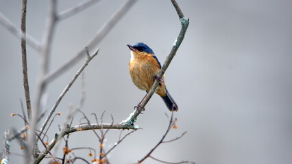Rusty flowerpiercer (Diglossa sittoides) perched on a stick in the bushes, in a field in Cotacachi, Ecuador
