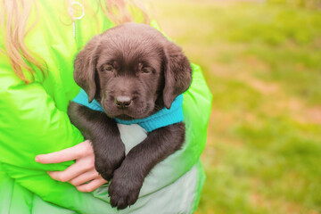 Labrador retriever puppy of black color in the arms of a girl in a green jacket. Soft focus.