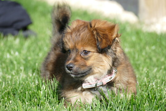 Pequeño perro cachorro de color marrón tumbado sobre la hierba