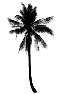 Silhouette coconut palm tree isolated on white background