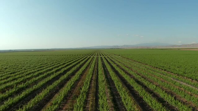 Seeming endless straight rows of green crops on fertile farmland in Southern California 