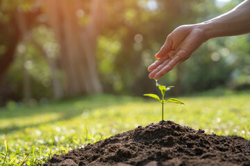 man hand watering a sapling growing in germination sequence on fertile soil, seed and planting concept with Male hand watering young tree over green background