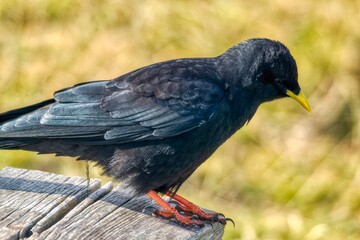 Close up of a Jackdaw