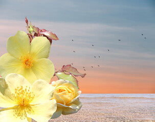 yellow   wild flowers and blue sea and pink sky panorama ,water wave on white sand at the tropical  beach summer holiday