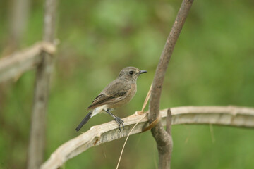 Fototapeta premium Female Pied Bushchat perched on a branch