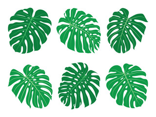 Monstera Leaves, Tropical Plant Vector illustration