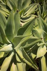 Close-up shot of the green agave leaves