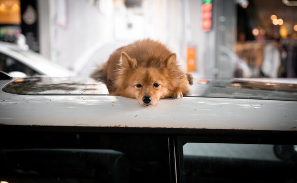 Brown Cute Dog Is Sleeping On A Car Roof In The Street.