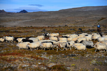 A flock of Icelandic sheep moving through the volcanic landscape around Krafla during the réttir, the annual nationwide september sheep round-up, Route 1, northern Iceland