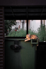 A brown small street cat is standing on top of a trash can looking for food