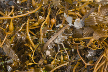 Sargassum seaweeds