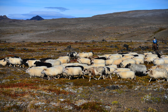 A flock of Icelandic sheep moving through the volcanic landscape around Krafla during the r&eacute;ttir, the annual nationwide september sheep round-up, Route 1, northern Iceland