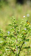 Hooded siskins (Spinus magellanicus) perched in a flowering bush in Cotacachi, Ecuador