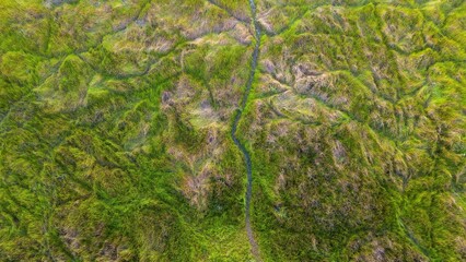 aerial view of meadow in wetland