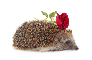 Homemade hedgehog with a rose.