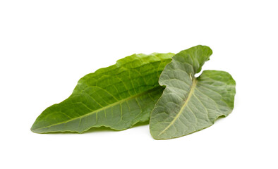 Obraz premium Green bouquet of sorrel.