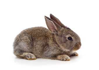 Little gray rabbit is lying.
