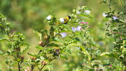 Hooded siskin (Spinus magellanicus) perched in a flowering bush in Cotacachi, Ecuador