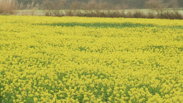 A beautiful field of yellow flowers. The wind sways the spring flowers. Close-up of a blooming field. Spring is here. Flowering garden cabbage. Countryside. Agriculture and farming.