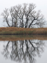 Reflection of a tree in the water in autumn. Minimalism in nature, river landscape.