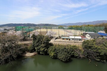 Fototapeta premium 三重県 伊賀上野城の桜