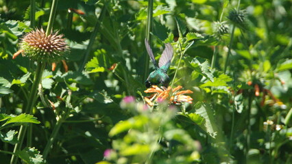 Sparkling violetear (Colibri coruscans) hummingbird in flight, feeding from a lion's ear flower, in Cotacachi, Ecuador