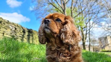 Fototapeta premium english cocker spaniel dog