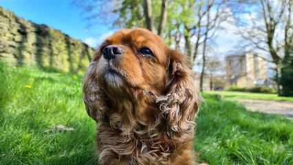 english cocker spaniel