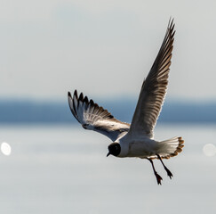 Lachmöwen, Bodensee