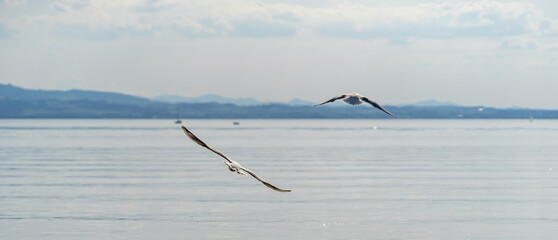 Lachmöwen, Bodensee, Panorama