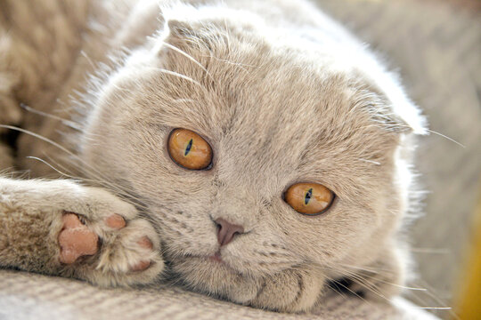 Cute Eyes Scottish Fold Tarcin