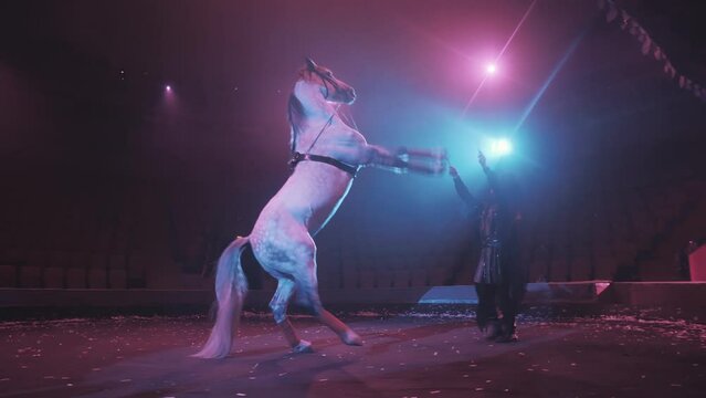 A trainer in a circus puts a thoroughbred horse on its pommel horse under beautiful lighting, a concept