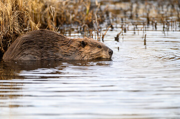 a castor canadensis in water chewing tubulars