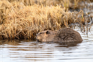 a castor canadensis in water chewing tubulars