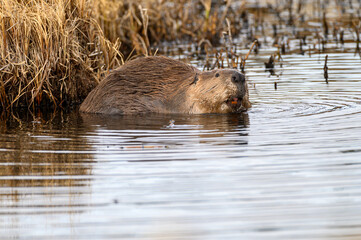 A large beaver in water showing teeth
