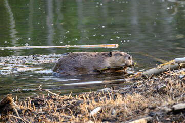 A large beaver castor canadensis swimming in the water pulling branch