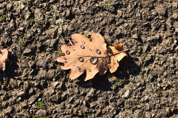 Dead brown leaf lying on a walking path covered in drops of water on a sunny fall day in Rhineland Pfalz, Germany.