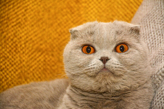 Cute Eyes Scottish Fold Tarcin