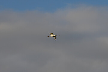 flying in the sky