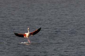 flamingo in flight