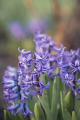 Photo of blooming hyacinth flowers in a flower bed.