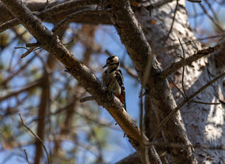 spotted woodpecker
