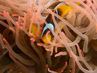anemonefish