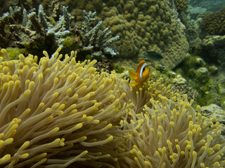 Fototapeta na wymiar anemonefish