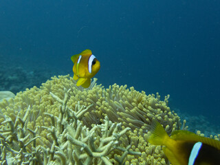 Fototapeta na wymiar anemonefish